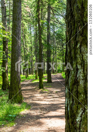 path between tree trunks in city park un summer path between tree trunks in city park un summer 131060106