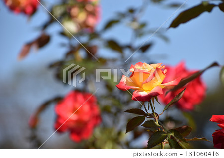 一朵帶有紅色邊框的黃玫瑰，在藍天的襯托下格外醒目 131060416