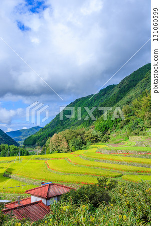 熊本縣山鹿市的萬翔梯田與紅花 熊本縣山鹿市的萬翔梯田與紅花 131060599