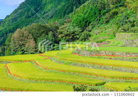 Bansho rice terraces and red spider lilies, Yamaga City, Kumamoto Prefecture 131060602