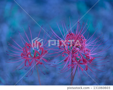 Fantastic red spider lily Fantastic red spider lily 131060603