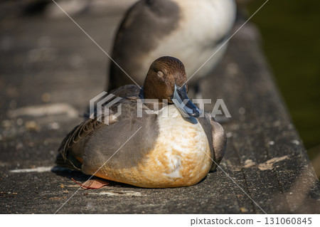 Waterside pintail Waterside pintail 131060845