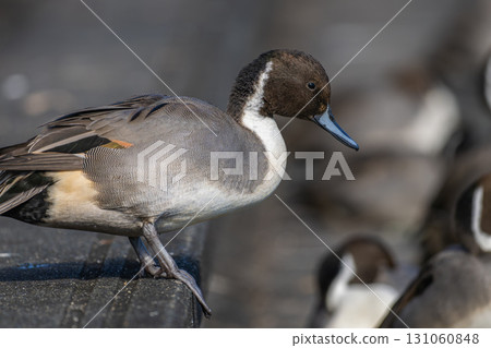 水邊針尾 131060848