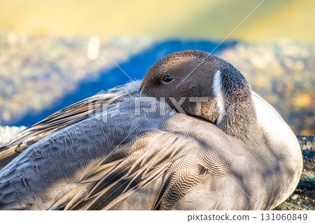 水邊針尾 131060849