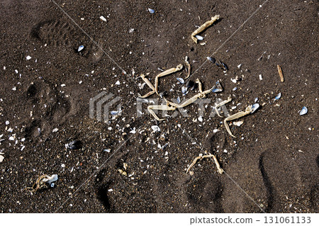 dried crab legs and shells on Khalaktyrsky beach 131061133