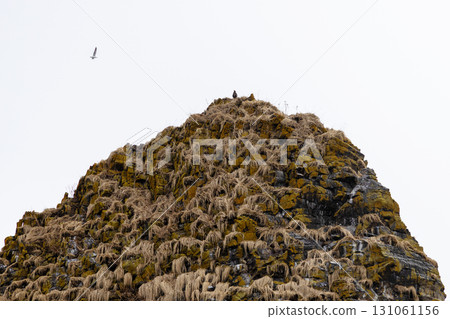 pacific sea eagle on Starichkov island in Avacha 131061156