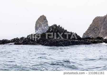 sooty guillemot birds on island in Avacha bay sooty guillemot birds on island in Avacha bay 131061161