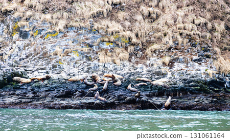 seal rookery on island in Pacific ocean 131061164