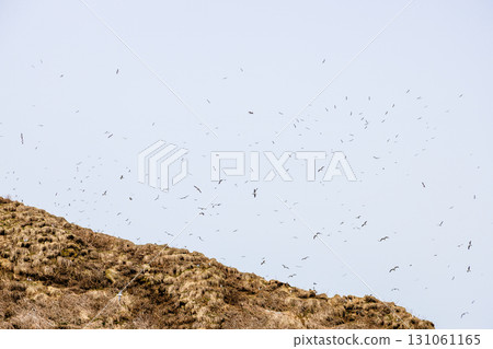 many seagulls fly over island in Avacha bay many seagulls fly over island in Avacha bay 131061165