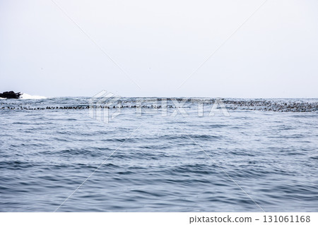 ancient murrelet birds on water in Pacific ocean ancient murrelet birds on water in Pacific ocean 131061168