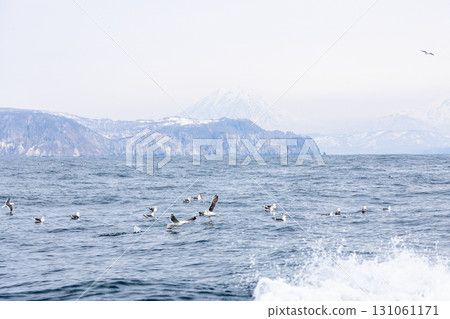black-legged kittiwakes flock on water near coast black-legged kittiwakes flock on water near coast 131061171