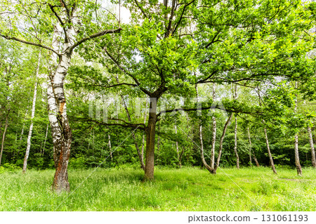 birch and oak trees on clearing in forest of park 131061193
