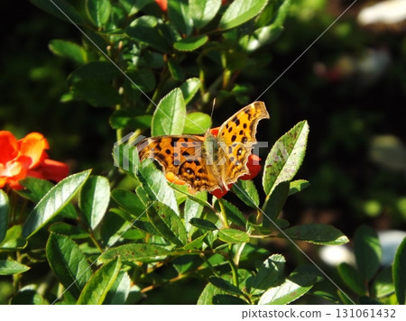 Northern Admiral butterfly resting on a leaf 131061432