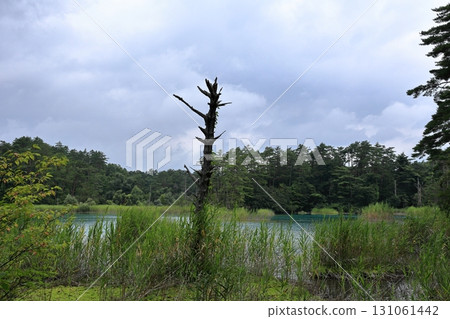 五色沼弁天沼的枯樹 五色沼弁天沼的枯樹 131061442