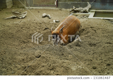 日本橫濱動物園 Zoorasia 裡的紅河野豬 日本橫濱動物園 Zoorasia 裡的紅河野豬 131061487