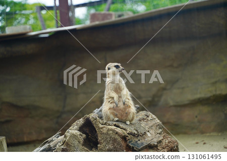 日本橫濱動物園 Zoorasia 裡的貓鼬 131061495