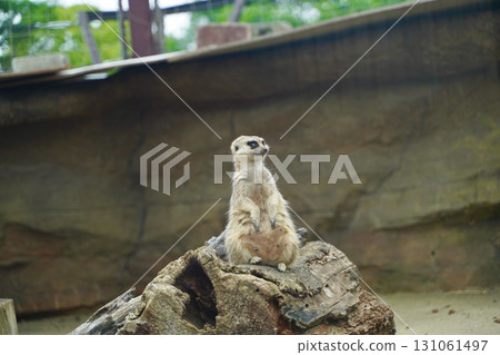 日本橫濱動物園 Zoorasia 裡的貓鼬 日本橫濱動物園 Zoorasia 裡的貓鼬 131061497