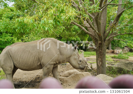 日本橫濱動物園 Zoorasia 的動物：東部黑犀牛 131061504