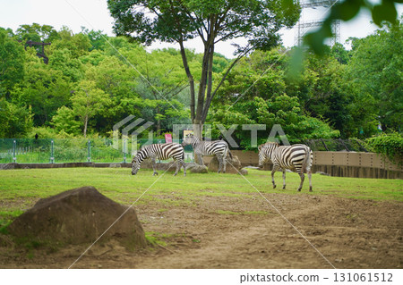 日本橫濱動物園 Zoorasia 裡的斑馬 日本橫濱動物園 Zoorasia 裡的斑馬 131061512