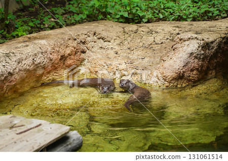 日本橫濱動物園 Zoorasia 裡的水獺 131061514