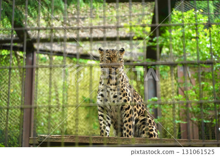 日本橫濱動物園 Zoorasia 裡的遠東豹 131061525