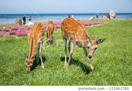 Ezo deer at Cape Soya Ezo deer at Cape Soya 131061768