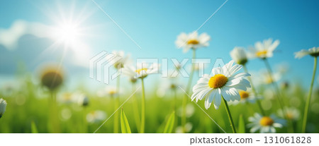 A field of chamomile flowers in a bright summer day. 131061828