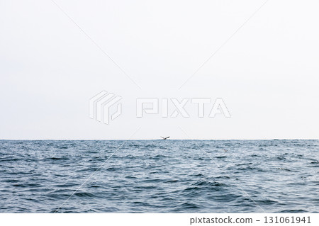 Pacific ocean in Avacha bay on spring day 131061941