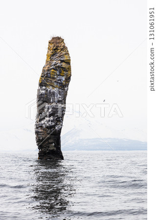 single rock with bird rookery in Avacha bay single rock with bird rookery in Avacha bay 131061951