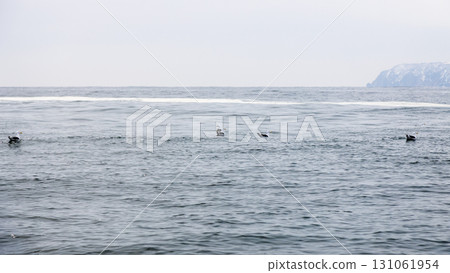 seagulls on water of Pacific ocean in Avacha bay seagulls on water of Pacific ocean in Avacha bay 131061954
