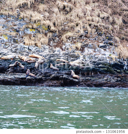 many seals on island in Avacha bay, Pacific ocean 131061956