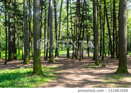 clearing in pine forest of city park in summer clearing in pine forest of city park in summer 131061988