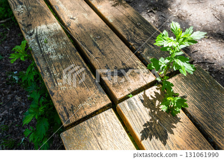 green plant has grown between planks of wood bench 131061990