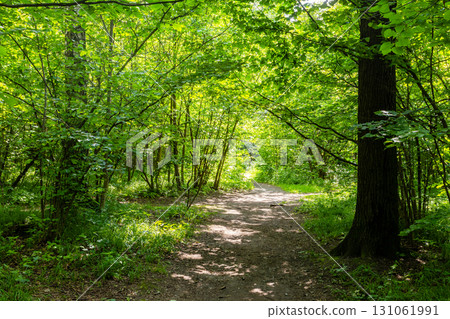 footpath in overgrown city park in summer 131061991