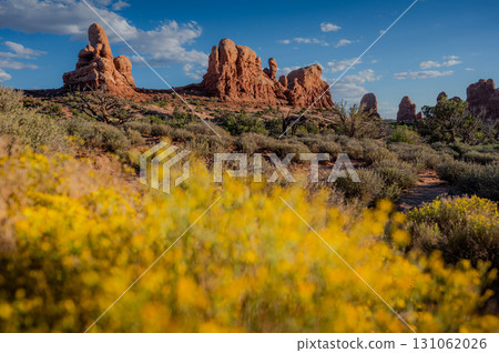 Red sandstone rock formation with yellow bush at Arches National Park, Utah, USA 131062026