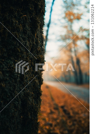 Texture Of A Tree Trunk With A Blurred Road In The Back Texture Of A Tree Trunk With A Blurred Road In The Back 131062214