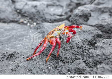 Close up photo of a Sally Lightfoot crab on a volcanic rock, selective focus, Galapagos Islands, Ecuador. 131062228