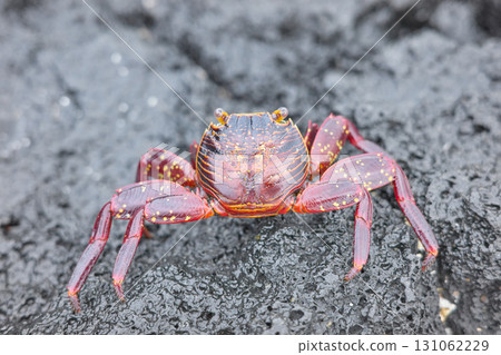 Close up photo of a Sally Lightfoot crab on a volcanic rock, selective focus, Galapagos Islands, Ecuador. Close up photo of a Sally Lightfoot crab on a volcanic rock, selective focus, Galapagos Islands, Ecuador. 131062229