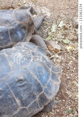Galapagos giant tortoise, selective focus, Galapagos Islands, Ecuador. Galapagos giant tortoise, selective focus, Galapagos Islands, Ecuador. 131062234