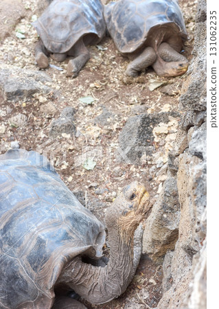 Galapagos giant tortoise, selective focus, Galapagos Islands, Ecuador. Galapagos giant tortoise, selective focus, Galapagos Islands, Ecuador. 131062235