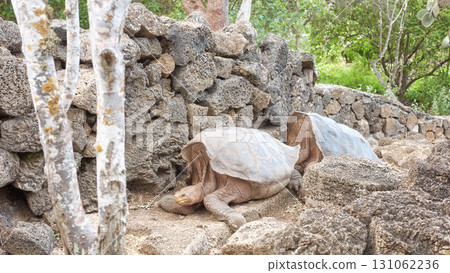 Galapagos giant tortoise, selective focus, Galapagos Islands, Ecuador. Galapagos giant tortoise, selective focus, Galapagos Islands, Ecuador. 131062236
