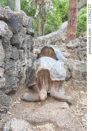 Galapagos giant tortoise, selective focus, Galapagos Islands, Ecuador. 131062237