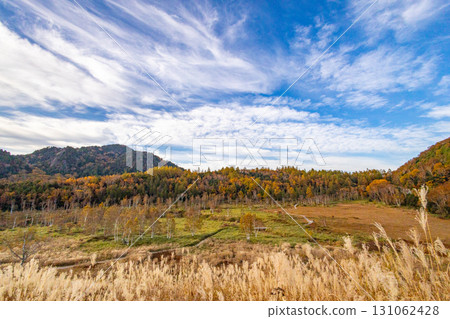志賀高原與田野畑沼澤，秋葉濃密 131062428