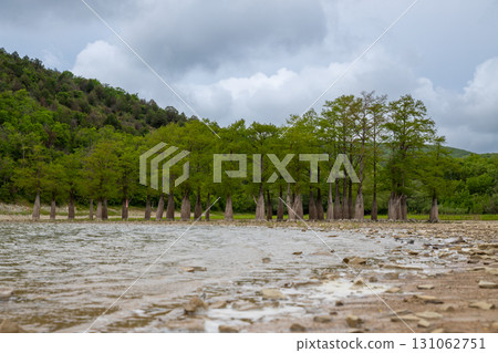 group of cypress trees in lake. dry mountain lake bed with exposed root cypress trees. climate change, drought 131062751