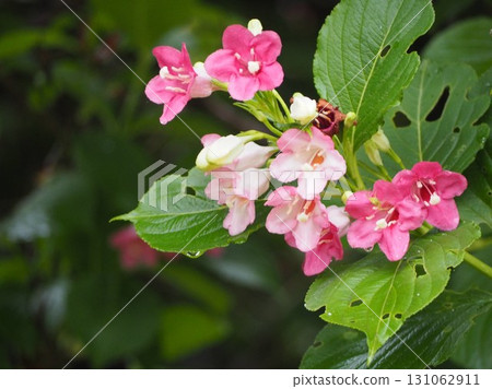 粉紅色的日本溲疏花 131062911