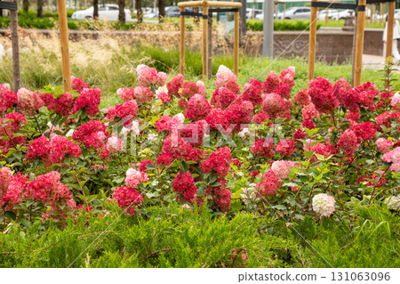 paniculata wim's red hydrangea and panicle red hydrangea Pink Shade. Large clusters of white red pink hydrangea flowers in garden or park 131063096