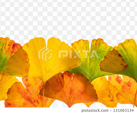 Colorful autumn ginkgo leaves 131063134