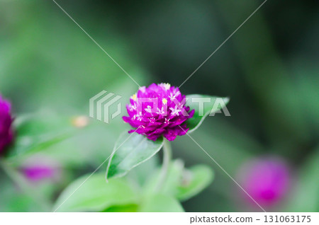 Amaranthaceae, Bachelors button or Globe Amaranthus or Gomphrena globosa L or fuchsia color flower 131063175