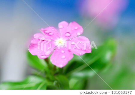 Catharanthus roseus G Don ,APOCYNACEAE or Madagascar periwinkle or Vinca or Old maidand rain droplet Catharanthus roseus G Don ,APOCYNACEAE or Madagascar periwinkle or Vinca or Old maidand rain droplet 131063177