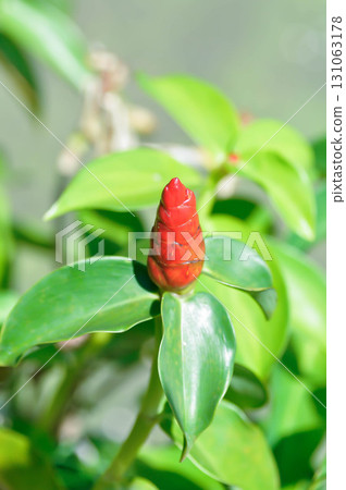 Costus speciosus, Crape ginger or Malay ginger or Spiral flag or Cheilocostus speciosus, Costaceae or Cane reed Costus speciosus, Crape ginger or Malay ginger or Spiral flag or Cheilocostus speciosus, Costaceae or Cane reed 131063178